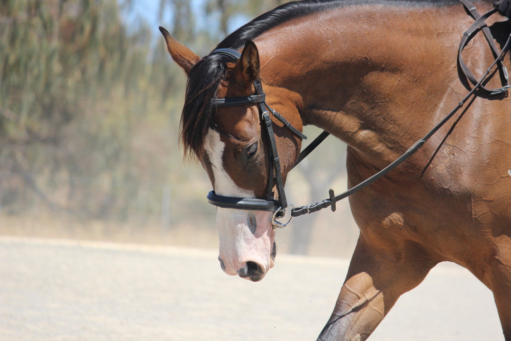 Hayley's horse wearing the Bombers Happy Tongue Eggbutt