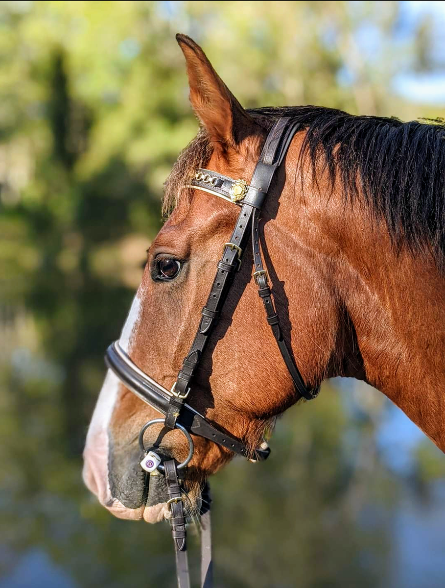 Sarah's horse wearing the Trust Flexi-soft loose ring