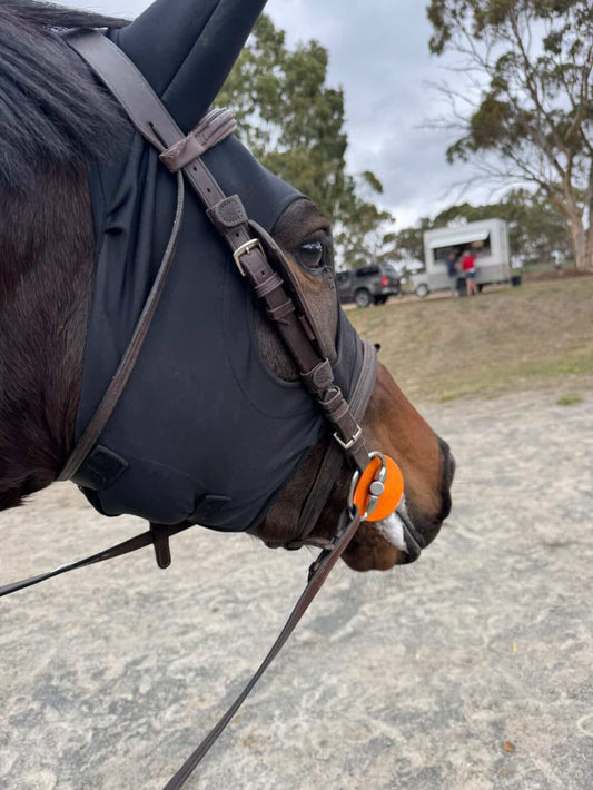 The Young Warmblood Who Just Needed a Kinder Bit 🐴