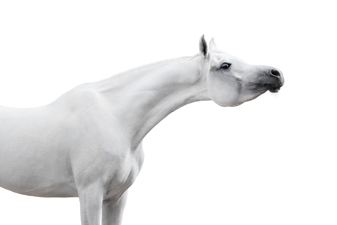 I believe in Unicorns....Bitting the Arabian horse