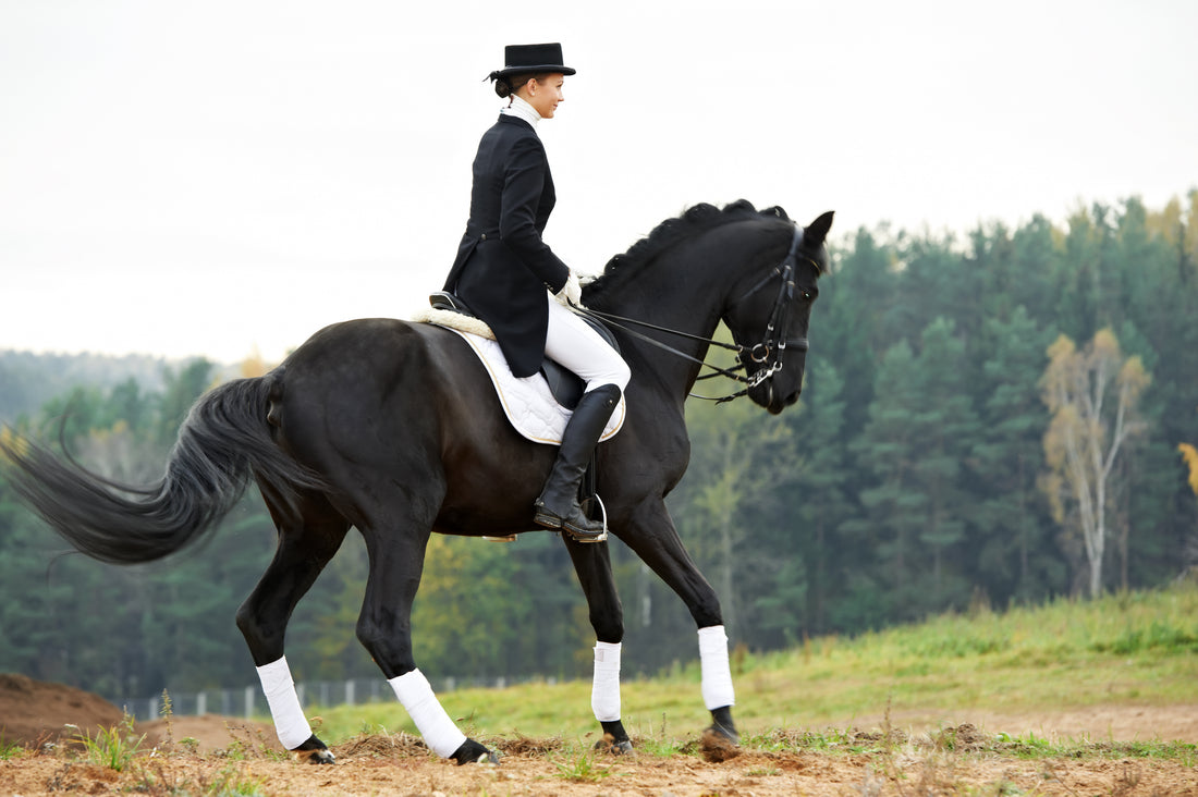 My Top 5 Bits for Dressage