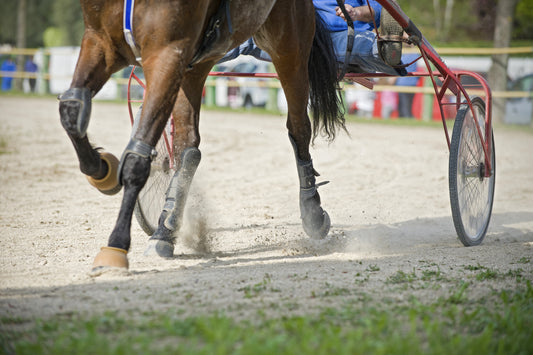 From Harness to Hack - Bitting the Standardbred After Racing