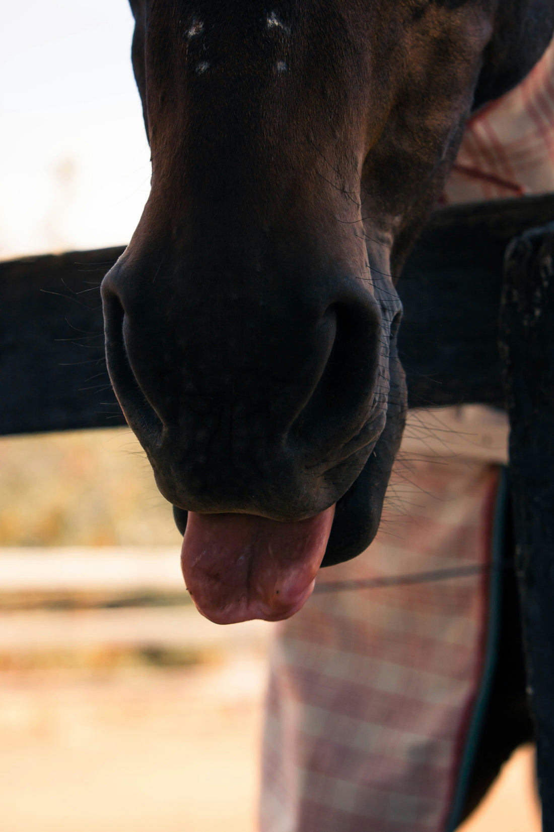 Three Signs Your Horse Needs Tongue Relief — And What To Do About It