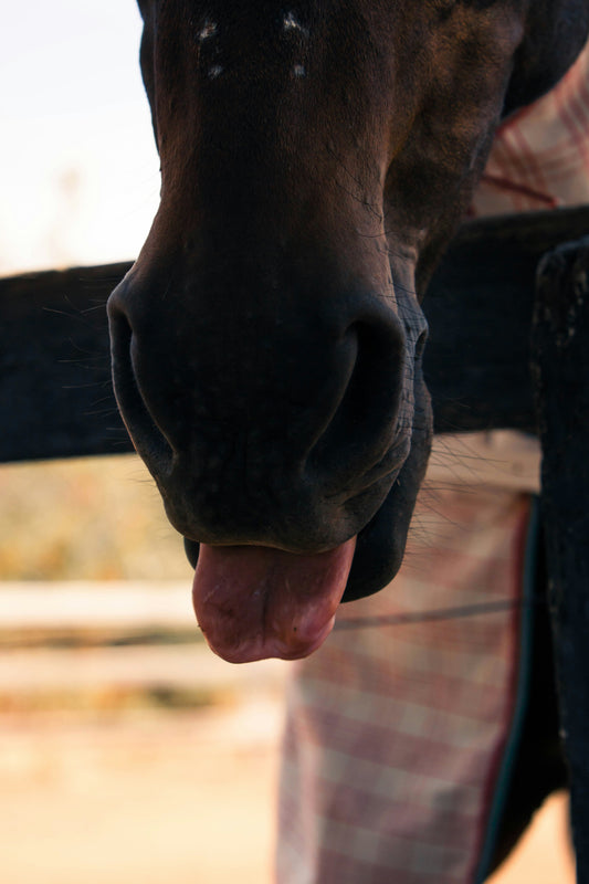 Three Signs Your Horse Needs Tongue Relief — And What To Do About It