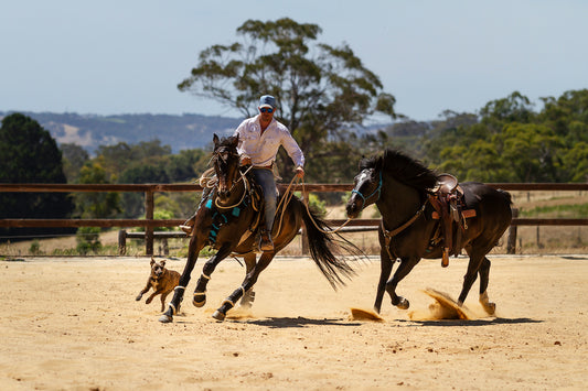 Guest Blog - What’s the right bit and the right fit? By Pauly Daniels from Daniel-Tessari Horse Reflections