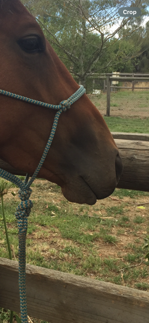 Baby, its all about your smile! Bitting the short lipped horse.