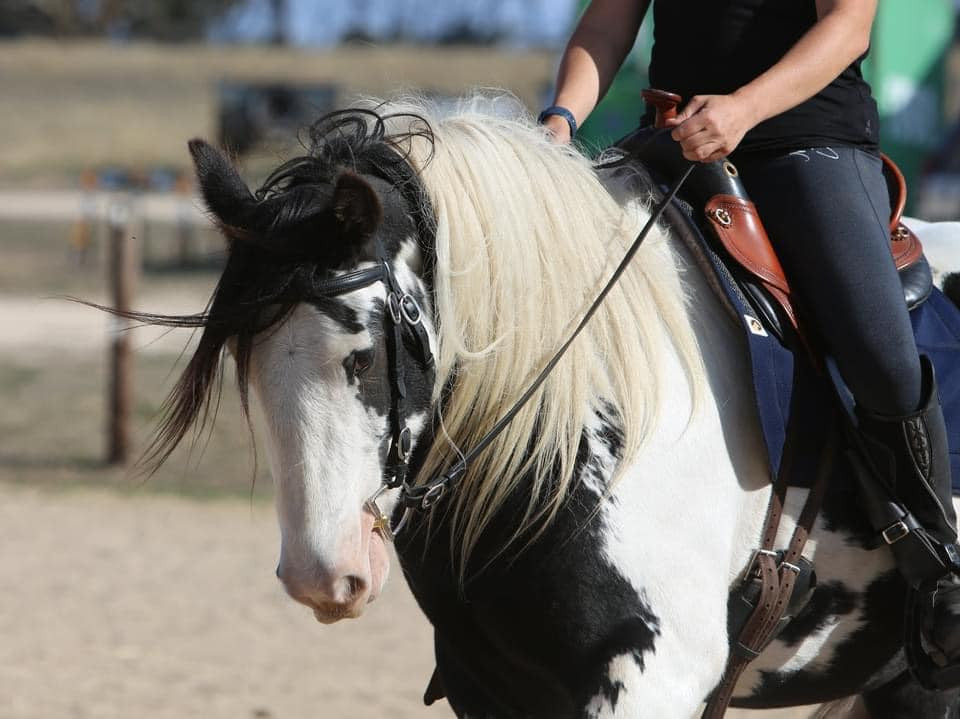 Anneke's horse wears the Neue Schule Turtle Top Hunter Dee