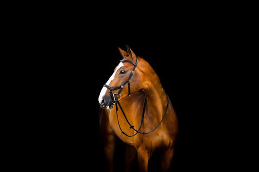 Micklem 2 Deluxe Competition Bridle